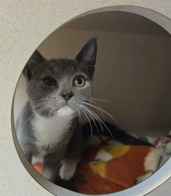 A baby medium-sized female Domestic Short Hair cat named Salsa for adoption in Cookeville, TN