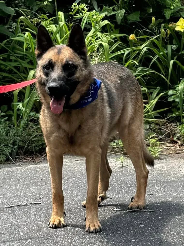 An adult large-sized male German Shepherd Dog dog named Asar for adoption in Old Westbury, NY