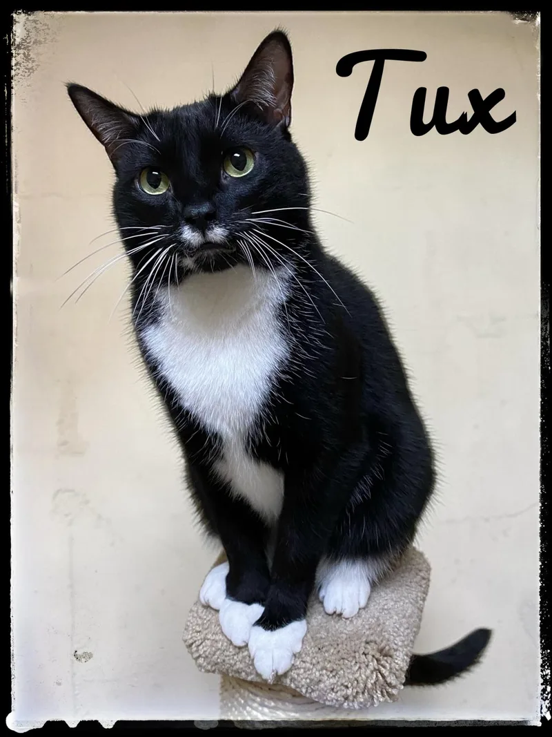 An adult extra large-sized male Domestic Short Hair cat named Tux for adoption in El Cajon, CA