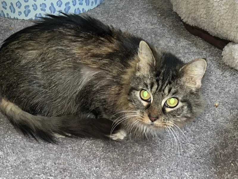 Constance thumbnail 2