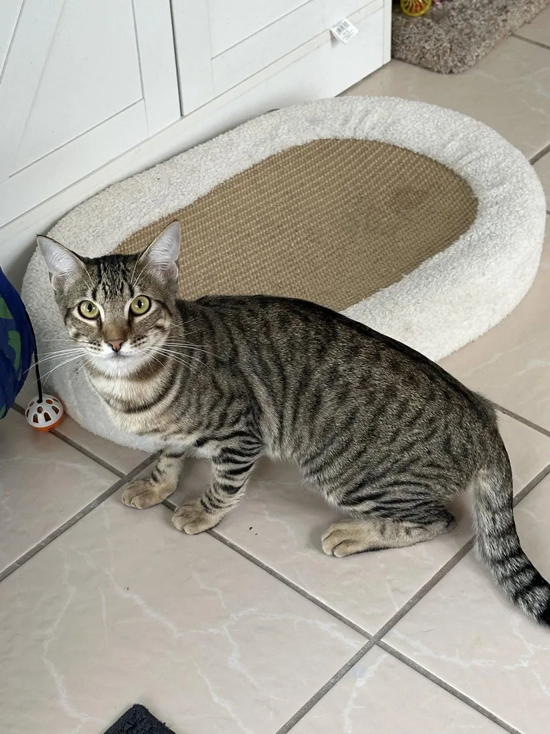A young medium-sized female Domestic Short Hair cat named London for adoption in Virginia Beach, VA
