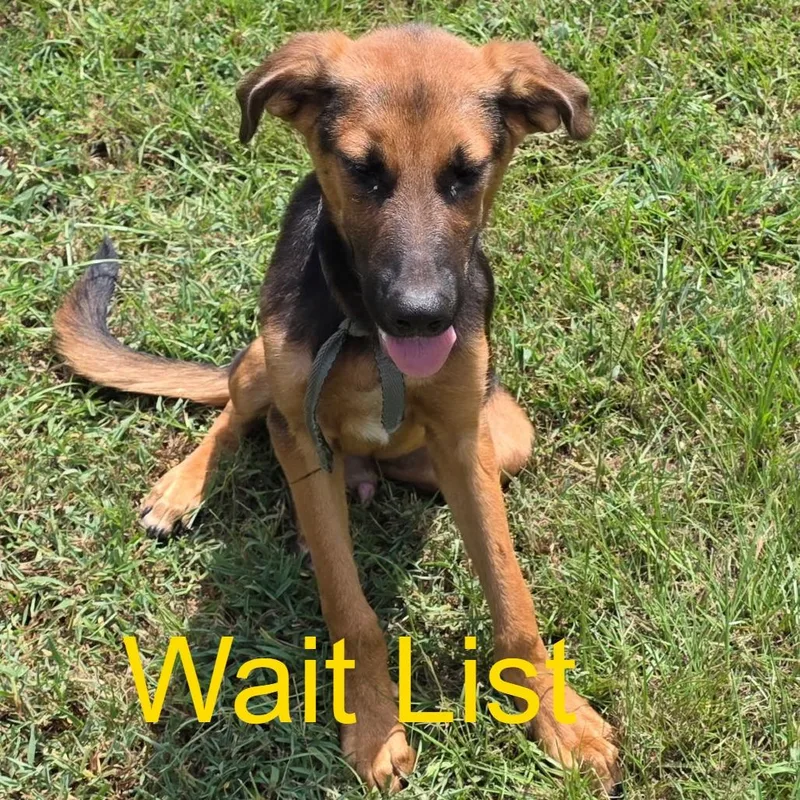 A young medium-sized male Brown / Chocolate Mixed Breed dog named Bobby for adoption in Livingston, TX