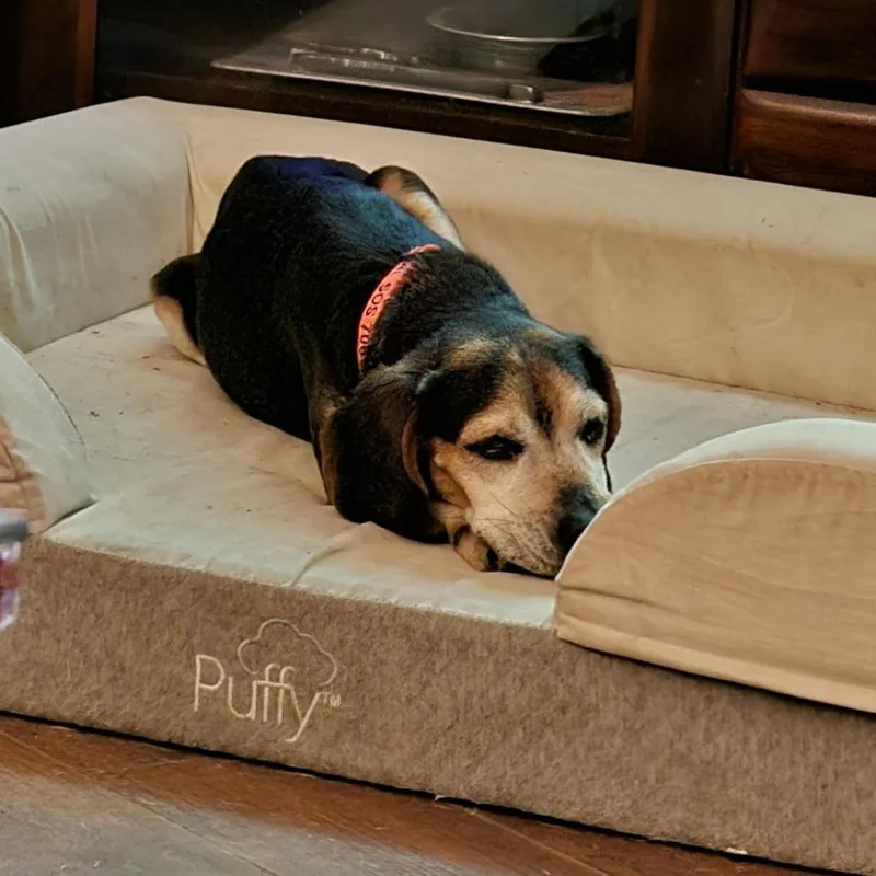 A senior small-sized female Black Mixed Breed dog named Jenjen for adoption in Glenfield, NY