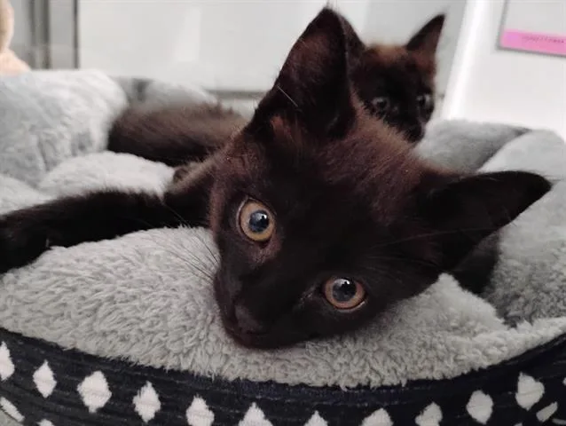 A baby small-sized male Domestic Medium Hair cat named Secret for adoption in San Martin, CA