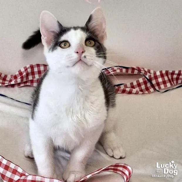 A baby medium-sized male Gray & White Domestic Short Hair cat named Georgie for adoption in Washington, DC