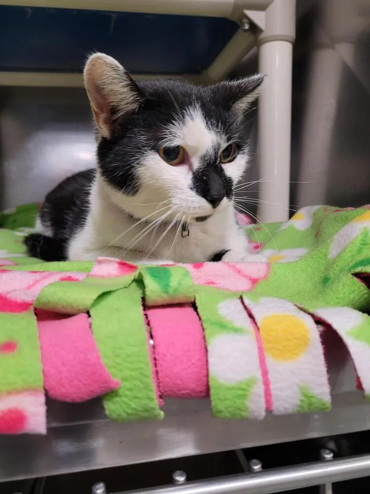 An adult small-sized female Black & White / Tuxedo Domestic Short Hair cat named Ms Meow for adoption in Linton, IN