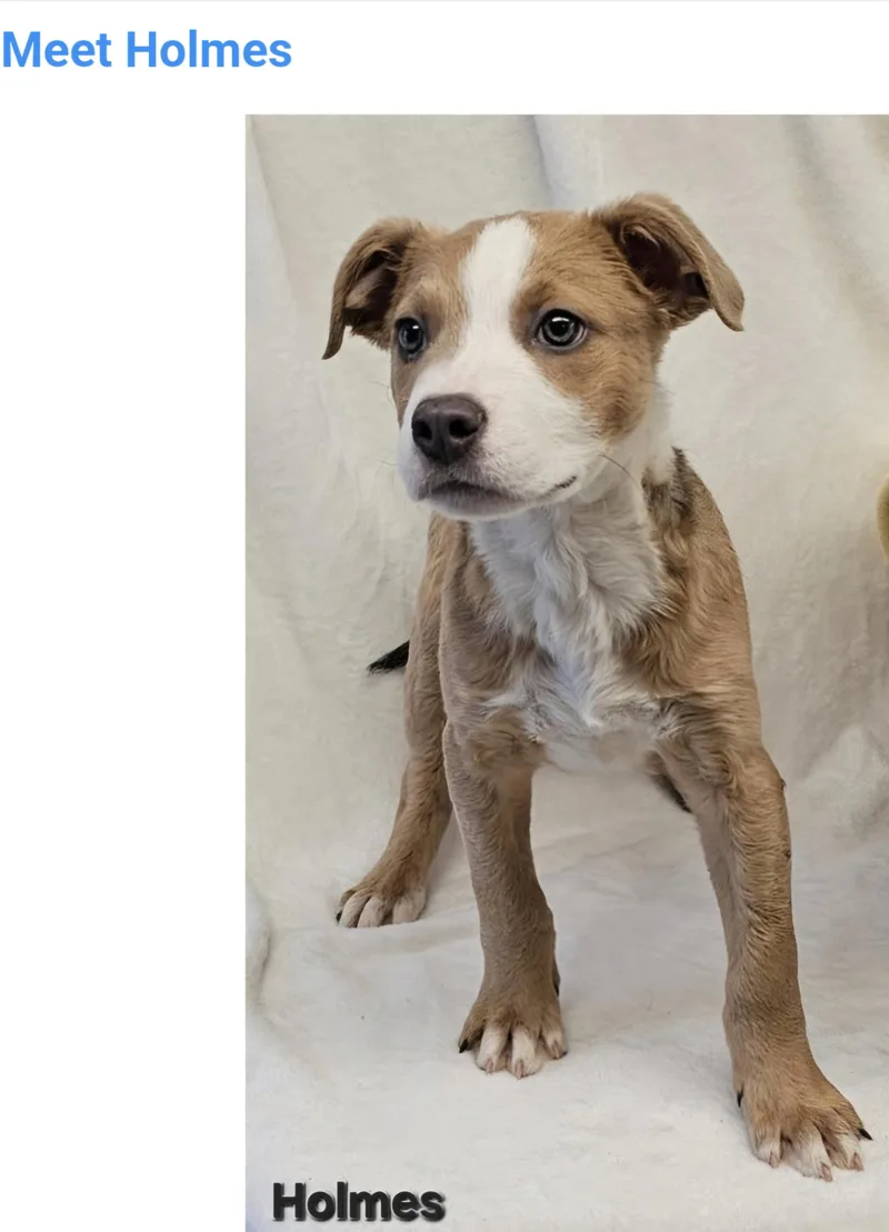 A baby large-sized male Pit Bull Terrier dog named Holmes for adoption in Salt Lake City, UT
