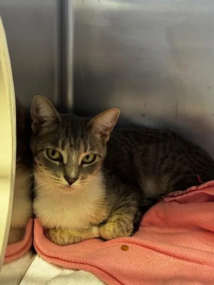 An adult small-sized female Domestic Short Hair cat named Luna Moon for adoption in Roseville, CA