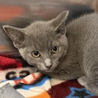 A baby small-sized female Domestic Short Hair cat named Kasey for adoption in Los Angeles, CA
