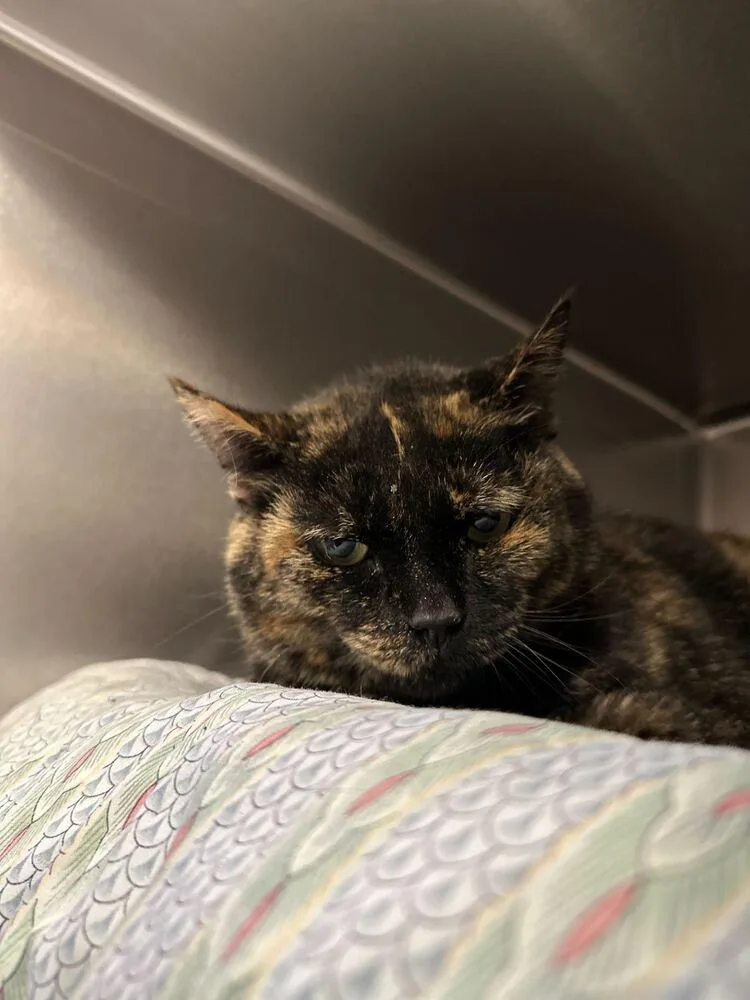A senior large-sized female Domestic Short Hair cat named Maysilee for adoption in Bowling Green, OH