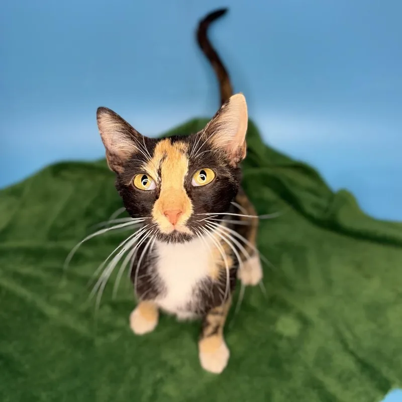 A young medium-sized female Calico Domestic Short Hair cat named Twiggy for adoption in San Antonio, TX