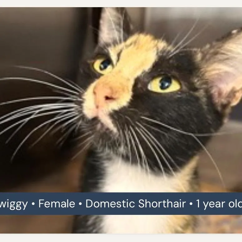 Twiggy thumbnail 3