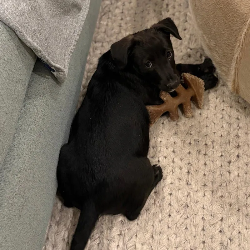 A baby small-sized female Shepherd dog named Summit for adoption in Parker, CO
