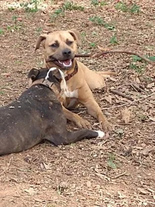 An adult large-sized female Mixed Breed dog named Mingy Gee for adoption in Chamblee, GA