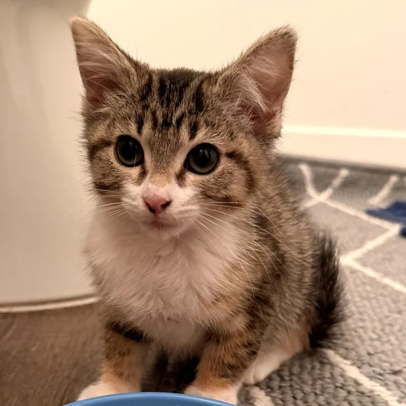 A baby small-sized female Calico Domestic Short Hair cat named Becky for adoption in Long Beach, CA