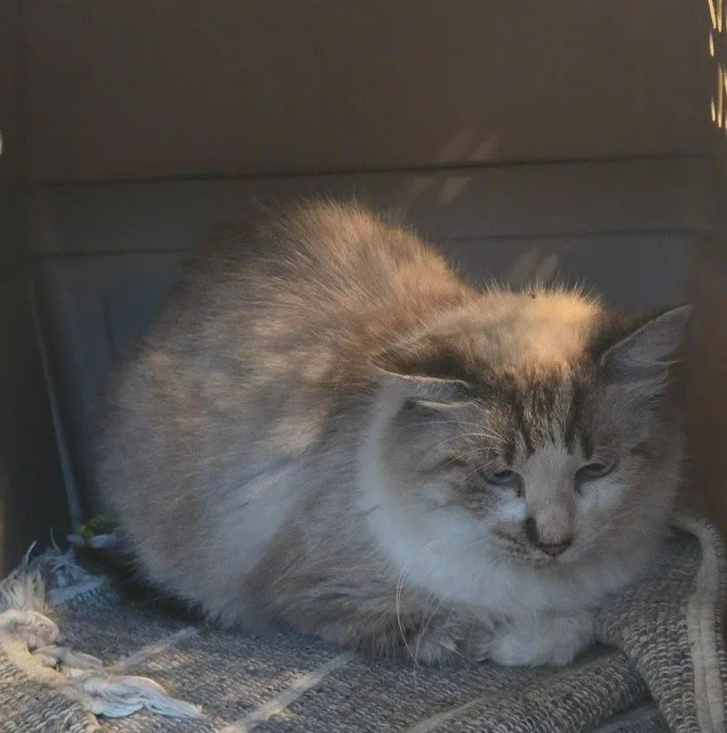 An adult medium-sized female Domestic Long Hair cat named Graycie for adoption in Raleigh, NC