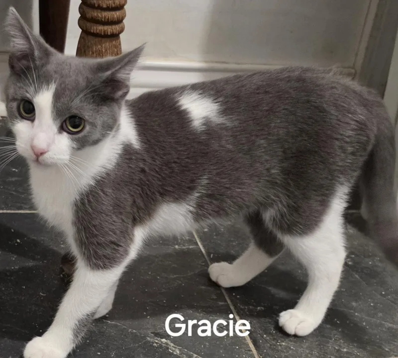 A baby medium-sized female Gray & White Domestic Short Hair cat named Gracie for adoption in Versailles, KY