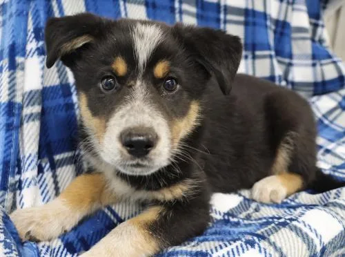 A baby medium-sized female Shepherd dog named Gingersnap for adoption in Thief River Falls, MN