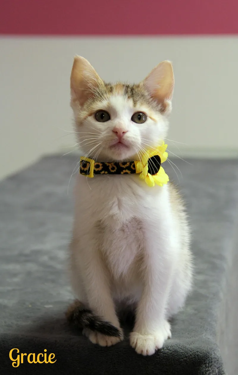 A baby medium-sized female Calico Domestic Short Hair cat named Gracie for adoption in Vinton, IA