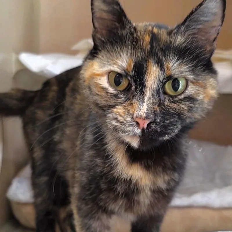 A young medium-sized female Tortoiseshell Domestic Short Hair cat named Cali for adoption in Michigan City, IN