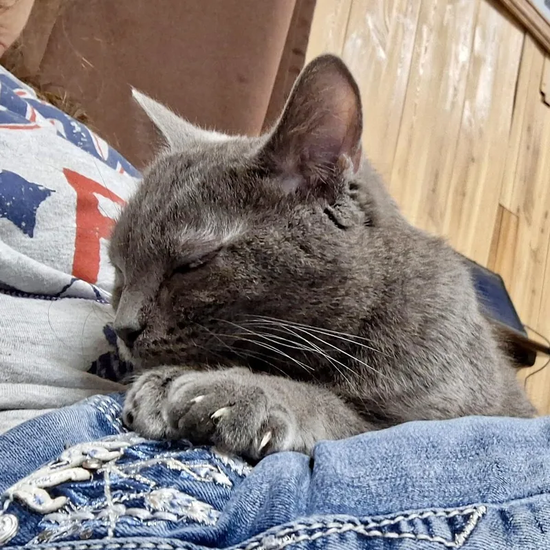 A young medium-sized female Gray / Blue / Silver Domestic Short Hair cat named Smokey for adoption in Pocatello, ID