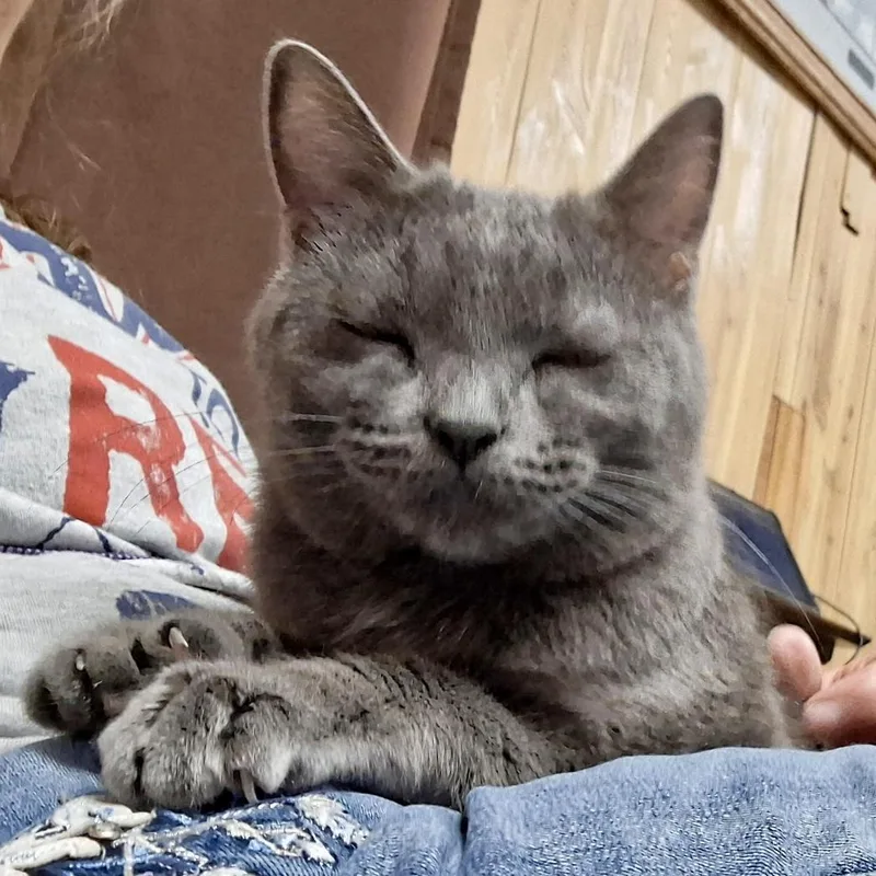 Smokey thumbnail 3