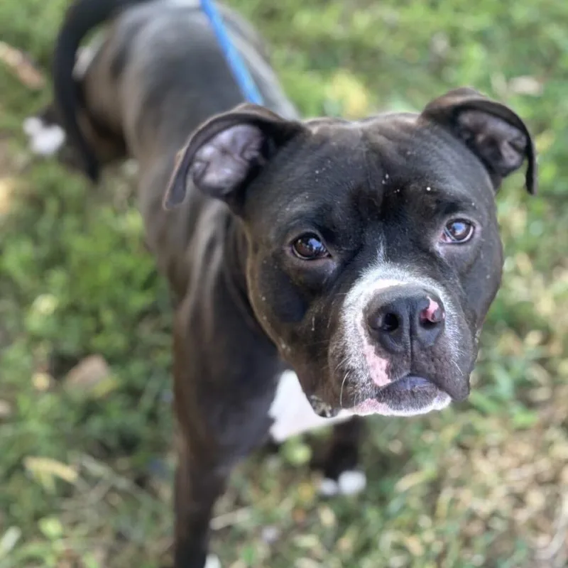 An adult medium-sized male Black Mixed Breed dog named Beerus for adoption in Davenport, IA