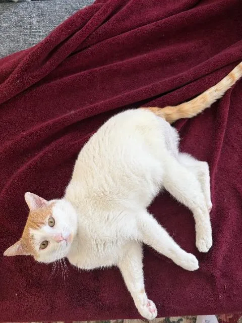 Pepper Jack thumbnail 2