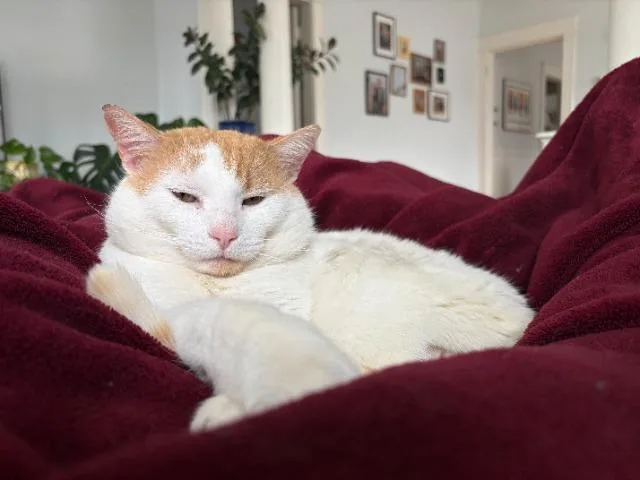 Pepper Jack thumbnail 3