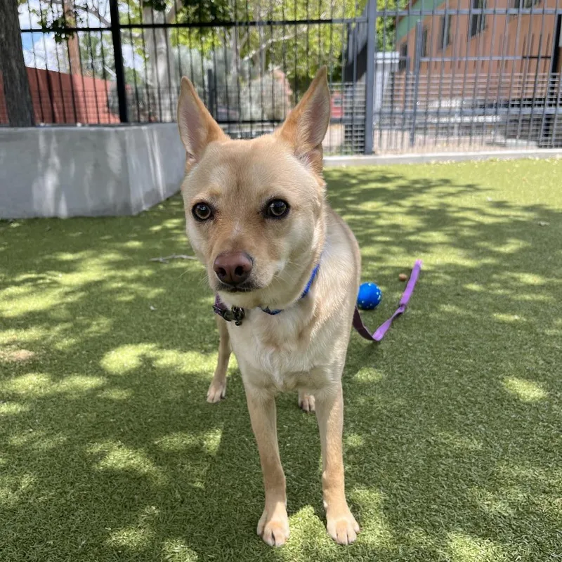 A young small-sized male Yellow / Tan / Blond / Fawn Mixed Breed dog named Biggie for adoption in Albuquerque, NM