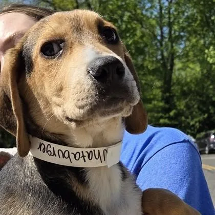 A baby small-sized male Mixed Breed dog named Whataburger for adoption in Voorhees, NJ
