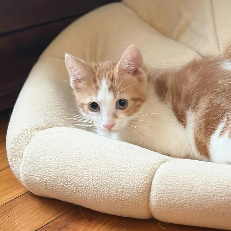 A baby medium-sized male Domestic Short Hair cat named Scamper for adoption in State College, PA