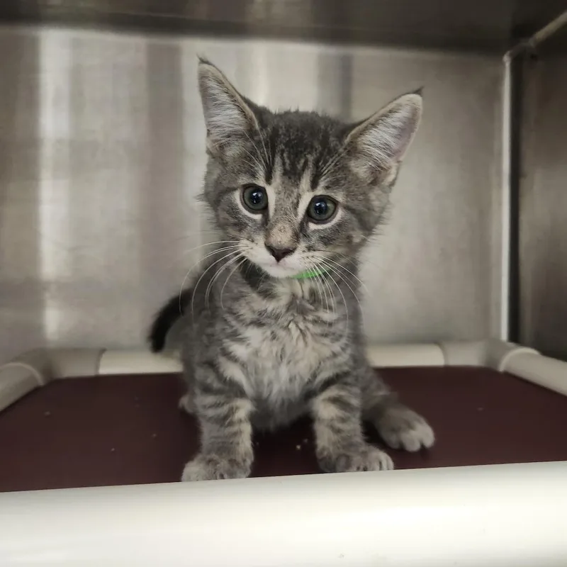 A baby small-sized female Gray / Blue / Silver Domestic Short Hair cat named Silver for adoption in Fort Wayne, IN