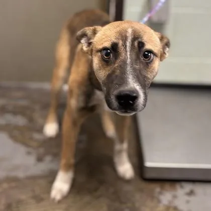 A young medium-sized female Australian Kelpie dog named Cheyenne for adoption in Red Bluff, CA