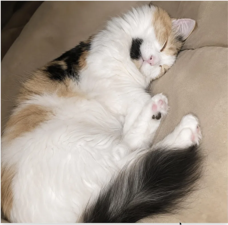 An adult extra large-sized female Calico Maine Coon cat named Nany for adoption in Orange, CA
