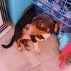 A young small-sized male Black Jack Russell Terrier dog named Pablo for adoption in West Palm Beach, FL