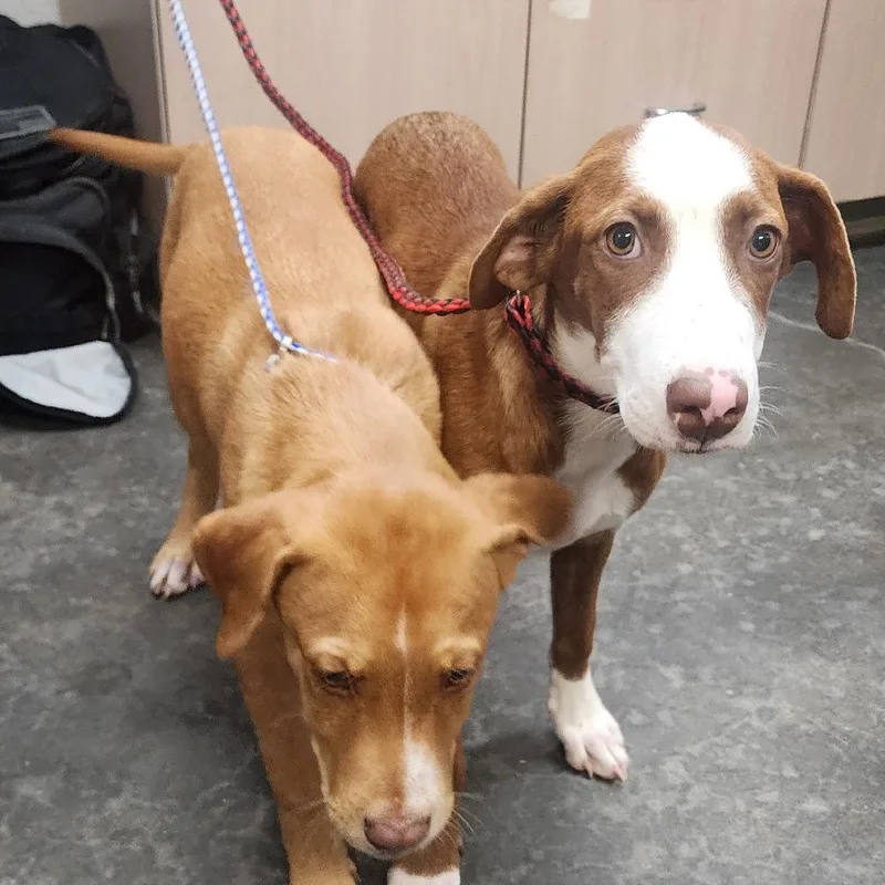 A baby medium-sized female Pointer dog named Lisa for adoption in Evensville, TN