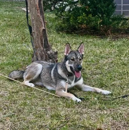 An adult medium-sized female Black German Shepherd Dog dog named Ellen for adoption in Houston, TX