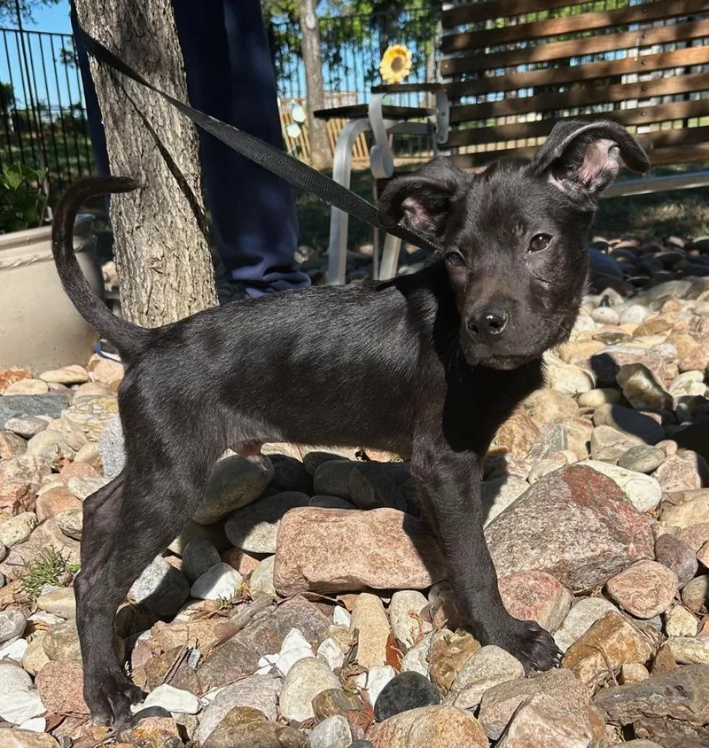 A baby extra large-sized male Labrador Retriever dog named Paddy for adoption in North Syracuse, NY