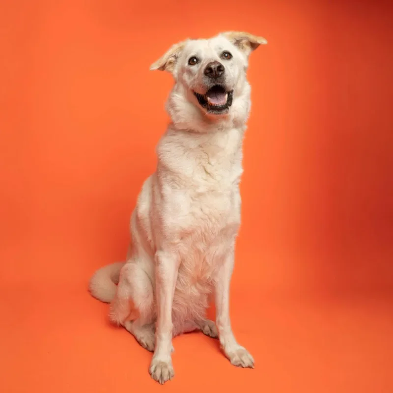 An adult medium-sized female Labrador Retriever dog named Sally for adoption in Richardson, TX