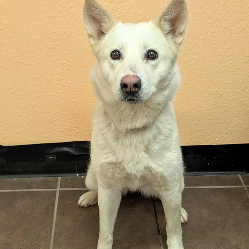 An adult medium-sized female White / Cream Husky dog named Missy for adoption in Austin, TX