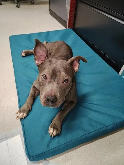 An adult medium-sized female Mixed Breed dog named Lyric for adoption in Clarks Summit, PA