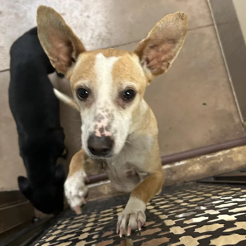 An adult small-sized male Yellow / Tan / Blond / Fawn Chihuahua dog named Taz for adoption in Flagstaff, AZ