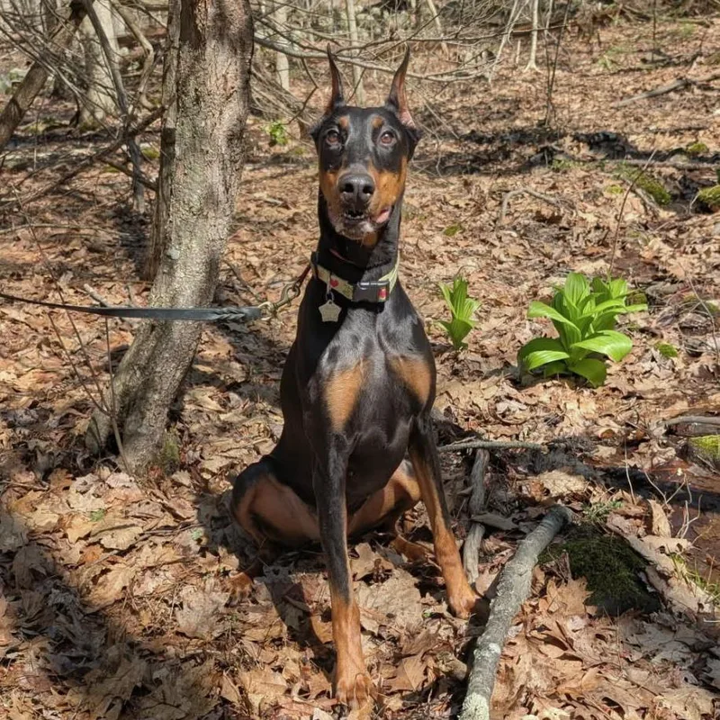 An adult large-sized female Black Doberman Pinscher dog named Abby for adoption in Sandown, NH