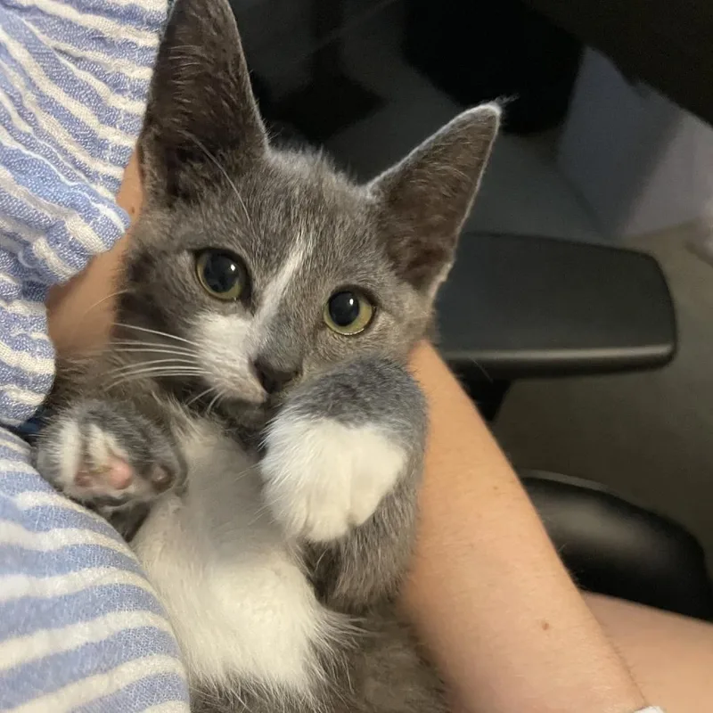 A baby small-sized female Gray / Blue / Silver Domestic Short Hair cat named Skunk for adoption in Granville, OH