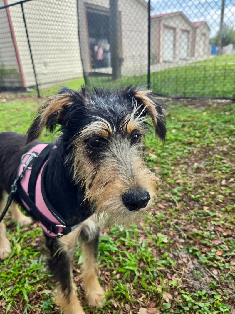 A young medium-sized female Black Miniature Schnauzer dog named Luna for adoption in Winter Haven, FL
