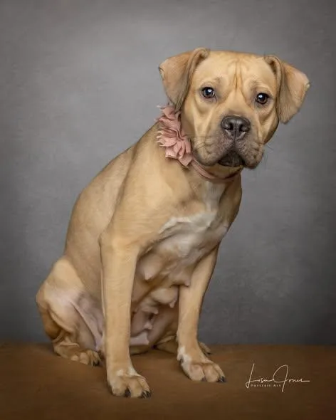 A young medium-sized female Pit Bull Terrier dog named Zara for adoption in Cullman, AL