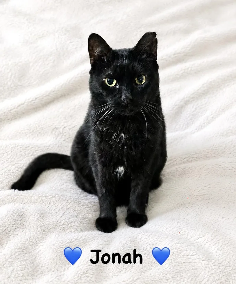 A young medium-sized male Black Domestic Short Hair cat named Jonah for adoption in Copley, OH