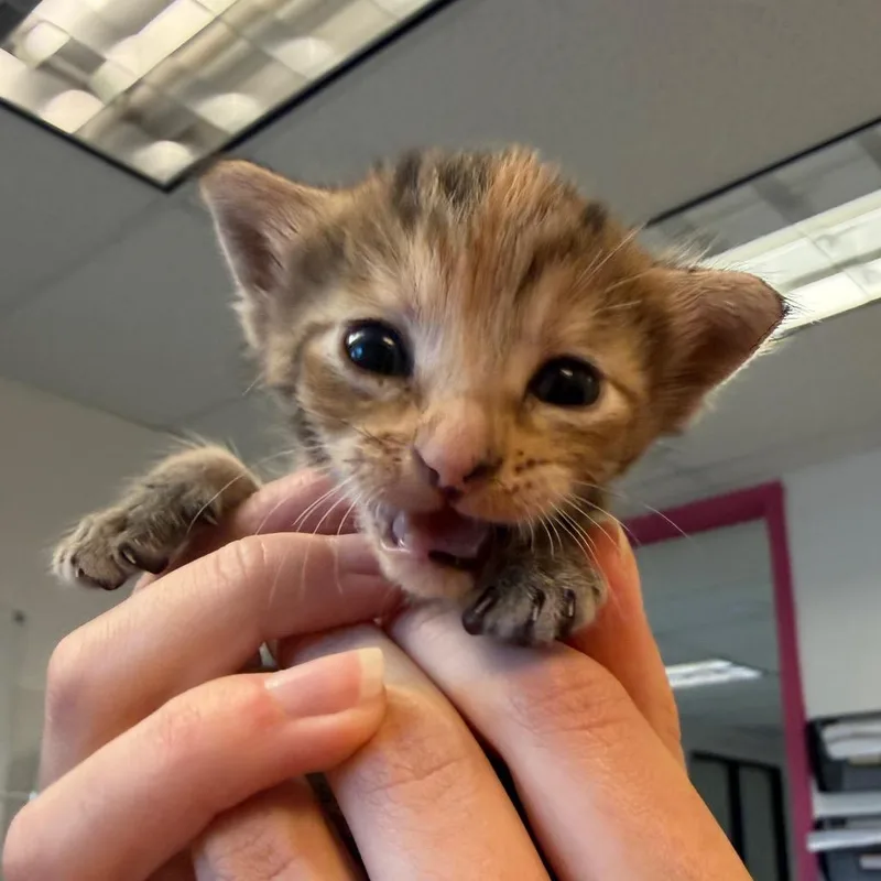 A baby small-sized female Brown / Chocolate Domestic Short Hair cat named Dinglehopper for adoption in Austin, TX