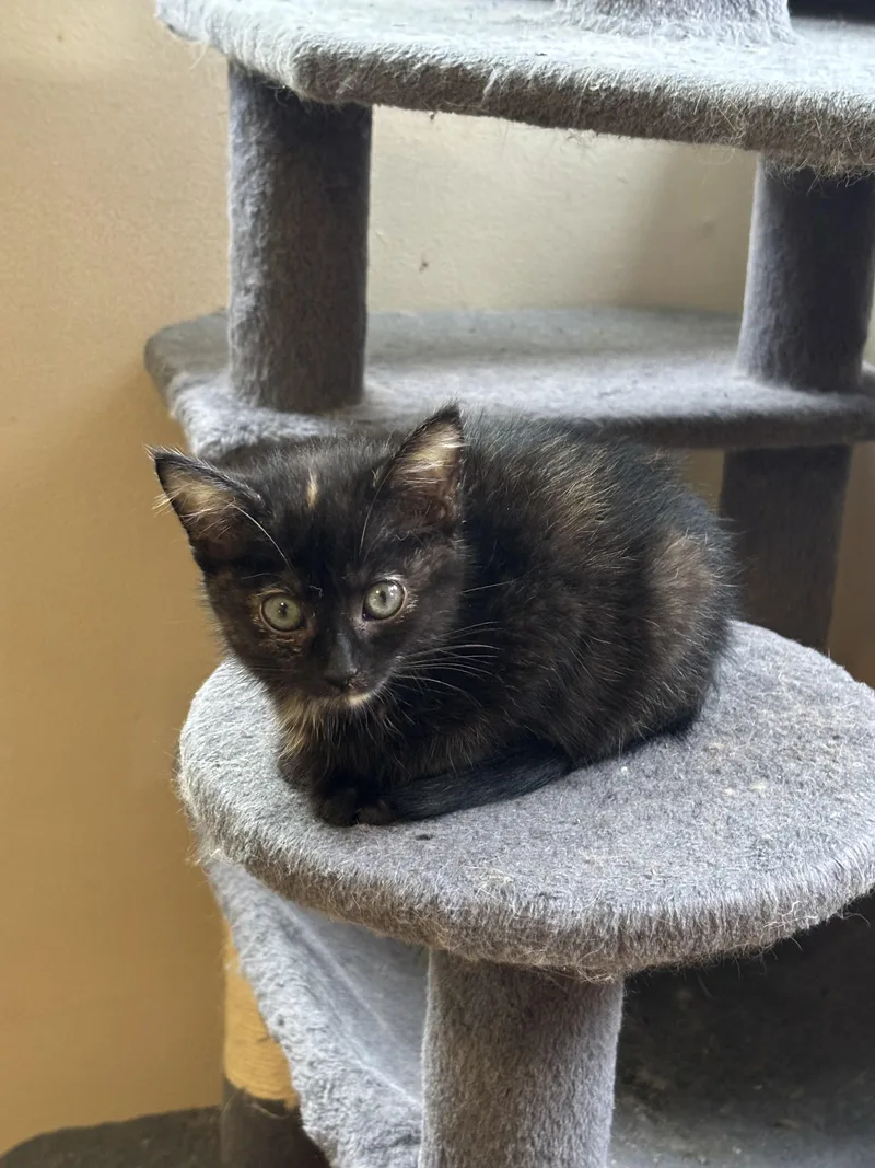 A baby small-sized female Domestic Short Hair cat named Recess for adoption in Bethel Park, PA